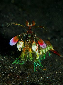 Photo from http://en.wikipedia.org/wiki/Mantis_shrimp